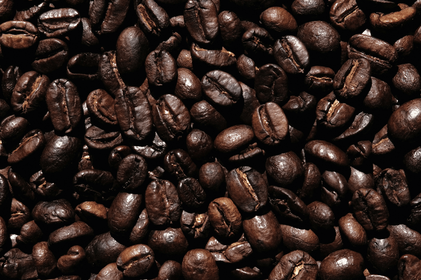 Graines de café du Congo, Bord du Lac Sud Kivu