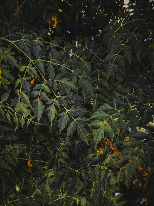 Arbre thé dans la nature