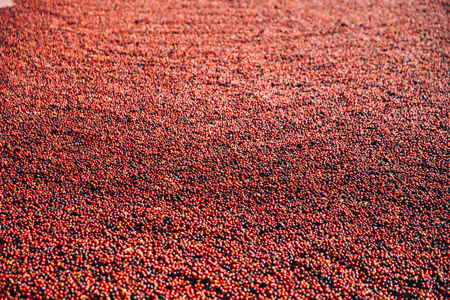 Des fèves de café à perte de vue, un océan de graines de café