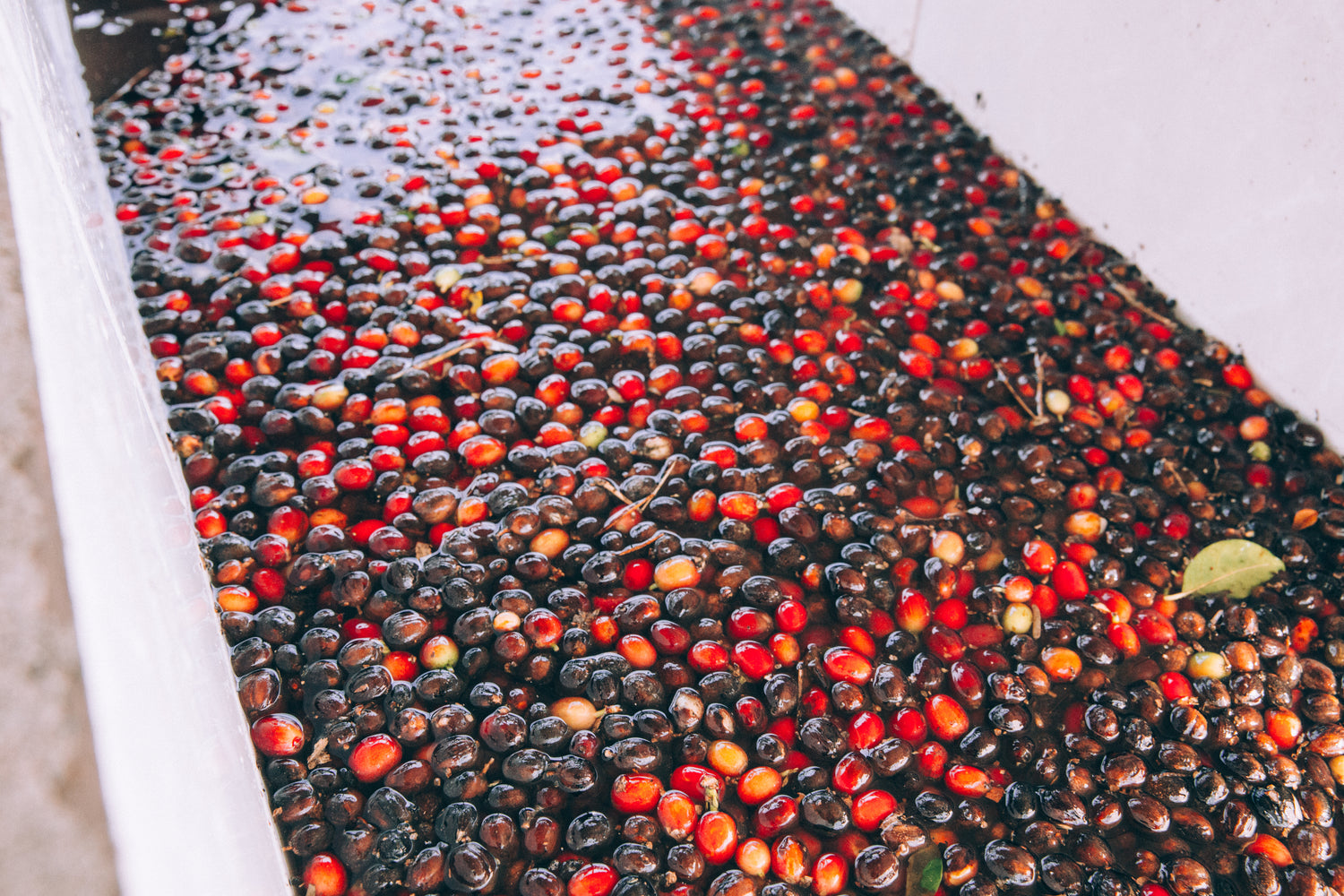 Fèves de café dans de l'eau après la cueillette