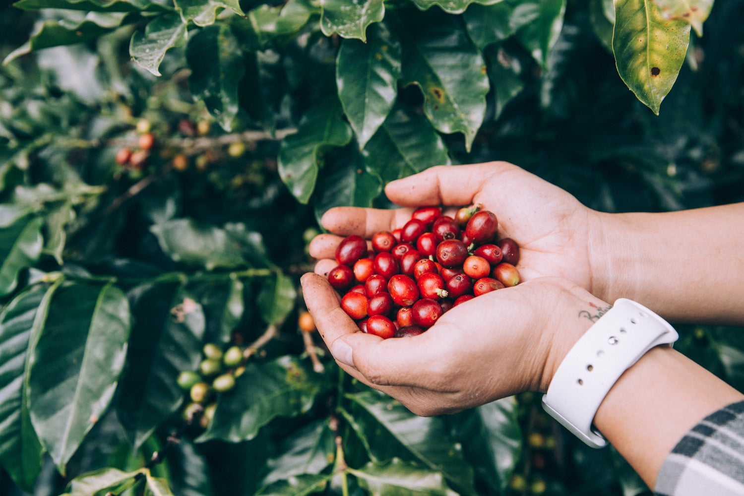 Fèves de café fraîchement cueillies